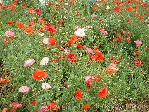 Poppy meadow_2 